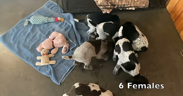 Frida X Grouser Gsp Puppies 6.5 Weeks Old