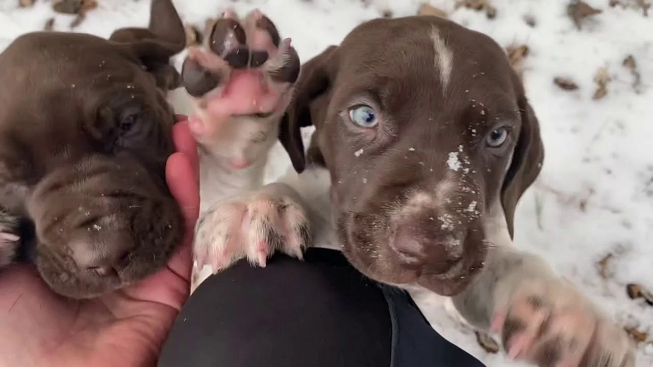 Mya X Drake Litter Of Gsp Puppies