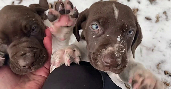 Mya X Drake Litter Of Gsp Puppies