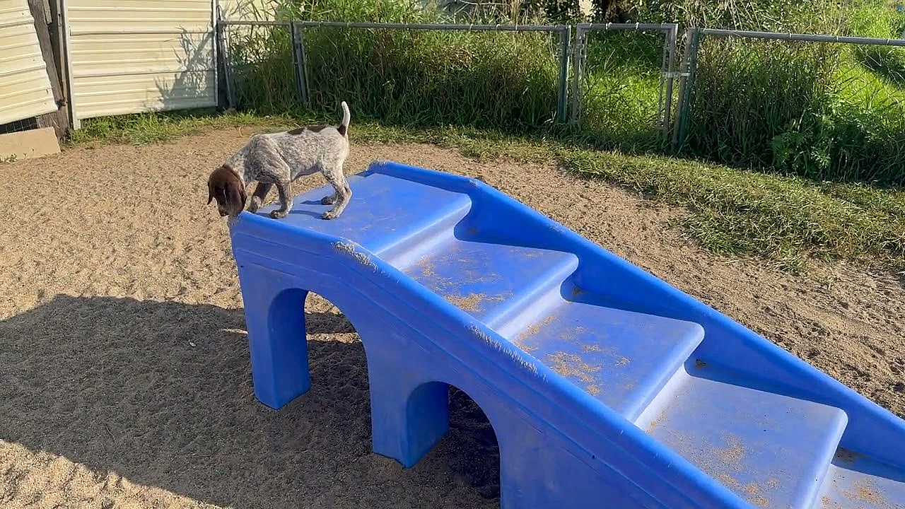 Agnes X Tober Gsp Puppies Born 07 25 2025