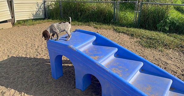 Agnes X Tober Gsp Puppies Born 07 25 2025