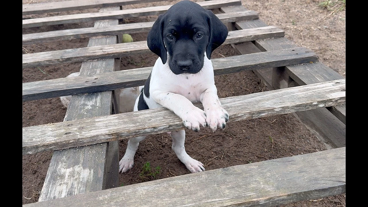 Gsp Puppies - Nettle X Grouser - 6 Weeks Old
