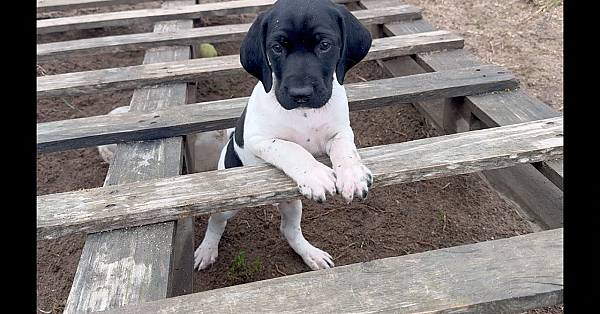 Gsp Puppies - Nettle X Grouser - 6 Weeks Old