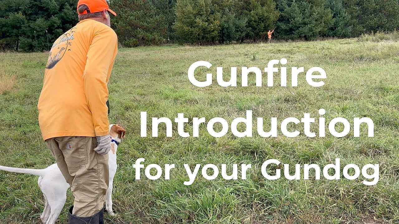 Gunfire Introduction For Your Gundog