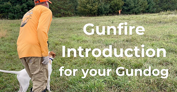 Gunfire Introduction For Your Gundog