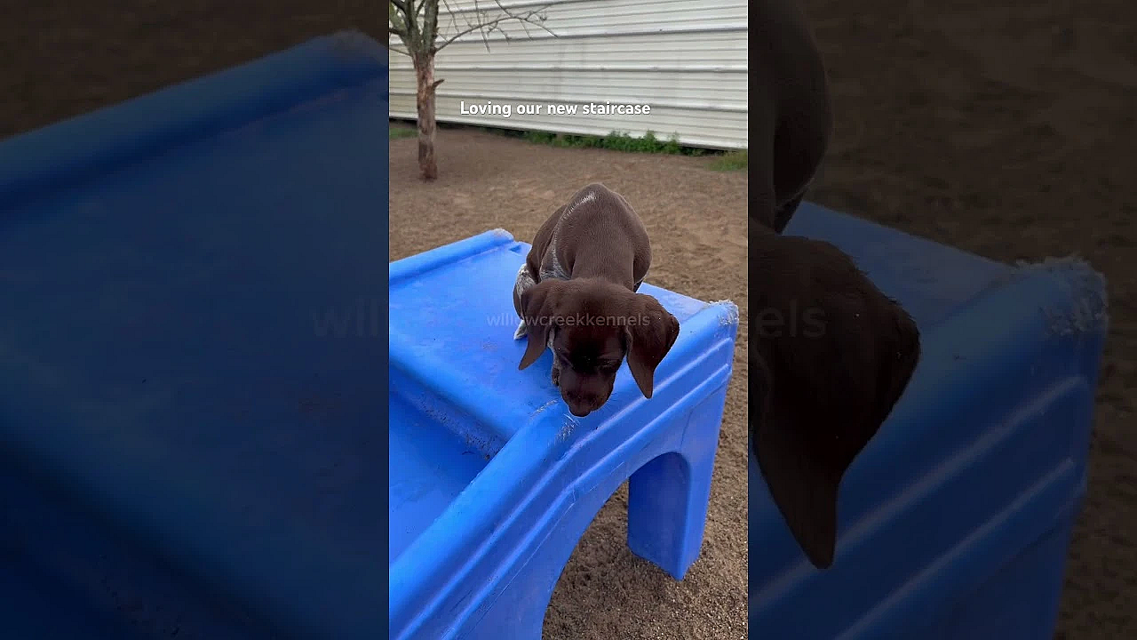 Male 4 From Our Berry X Grouser Litter, Enjoying He New (to Us) Staircase. #gsppuppy #pointerdog