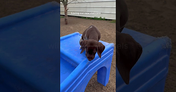 Male 4 From Our Berry X Grouser Litter, Enjoying He New (to Us) Staircase. #gsppuppy #pointerdog