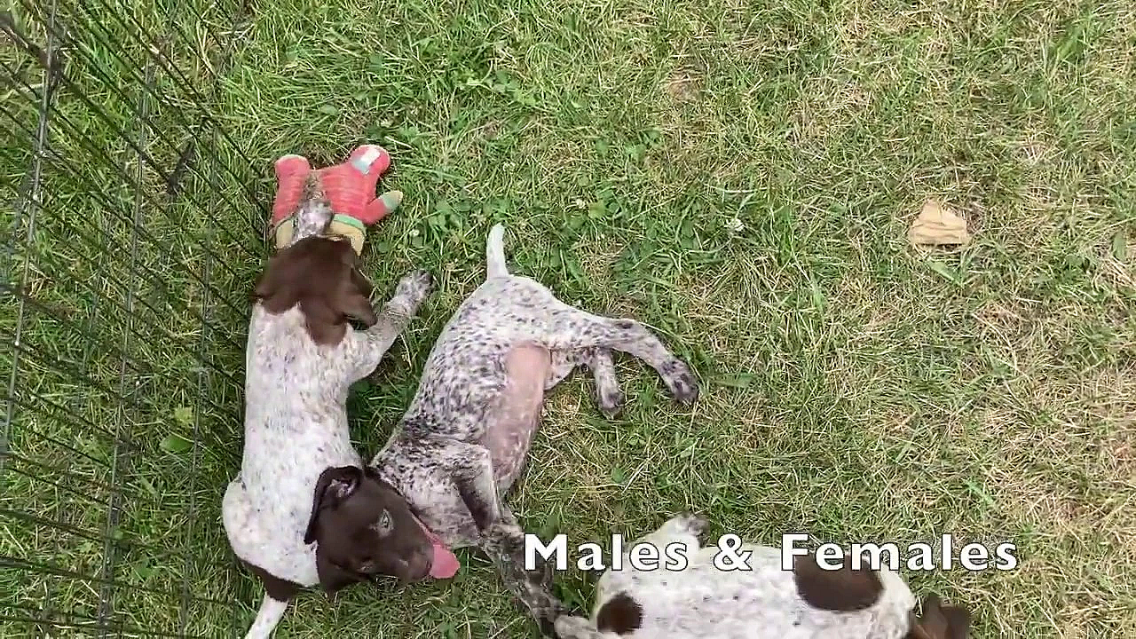 Poppy X Grouser Pups