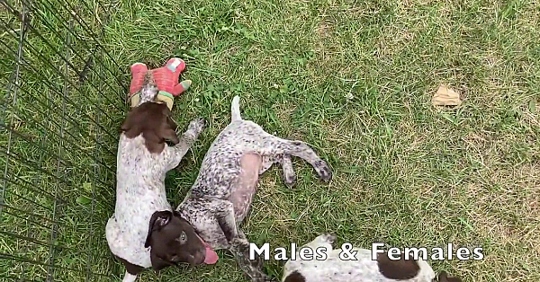 Poppy X Grouser Pups