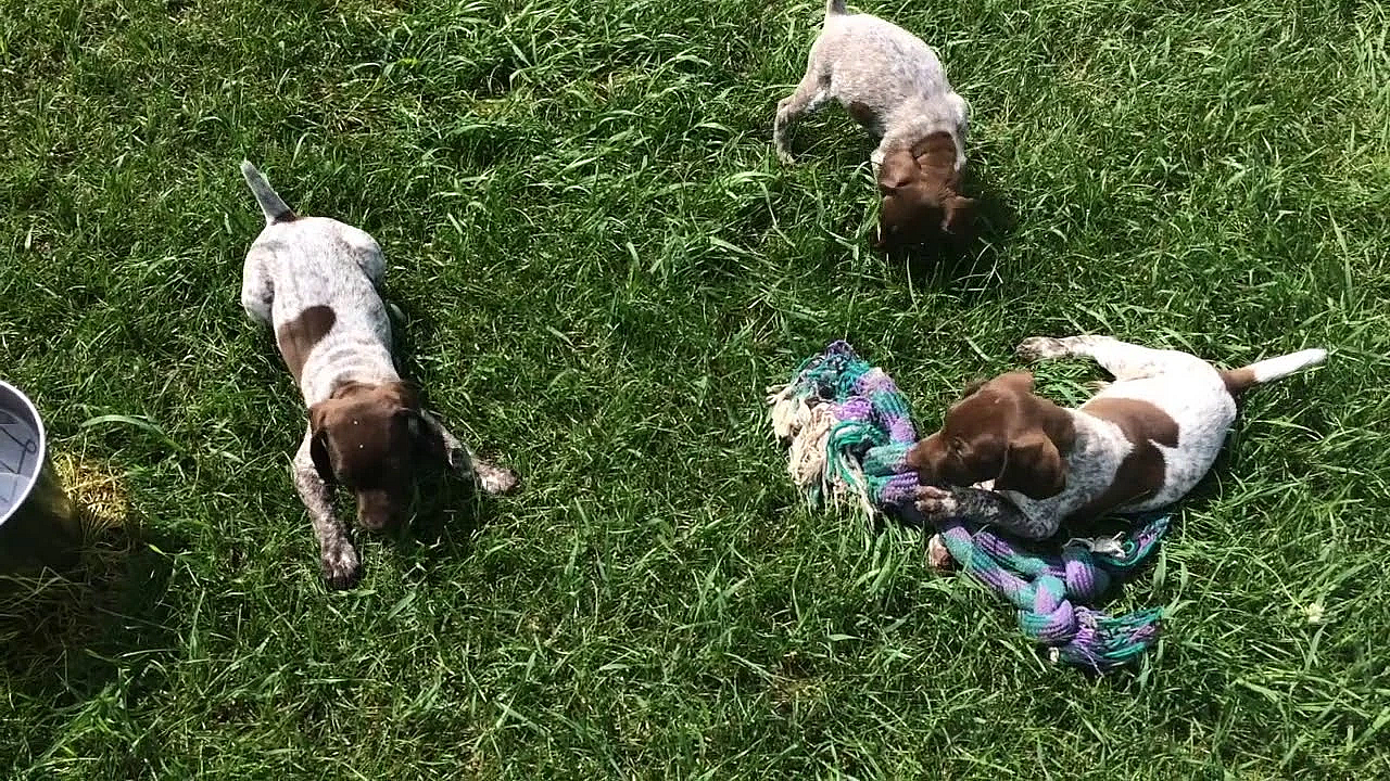 Sara X Grouser Gsp Puppies