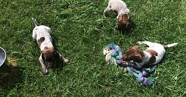 Sara X Grouser Gsp Puppies