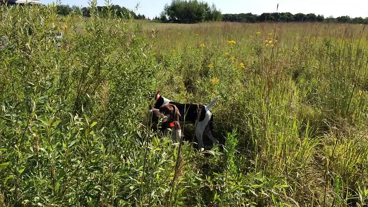 Willow Creek Trained Dogs - Blaze, Willy &amp; Sarge