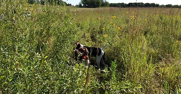 Willow Creek Trained Dogs - Blaze, Willy &amp; Sarge