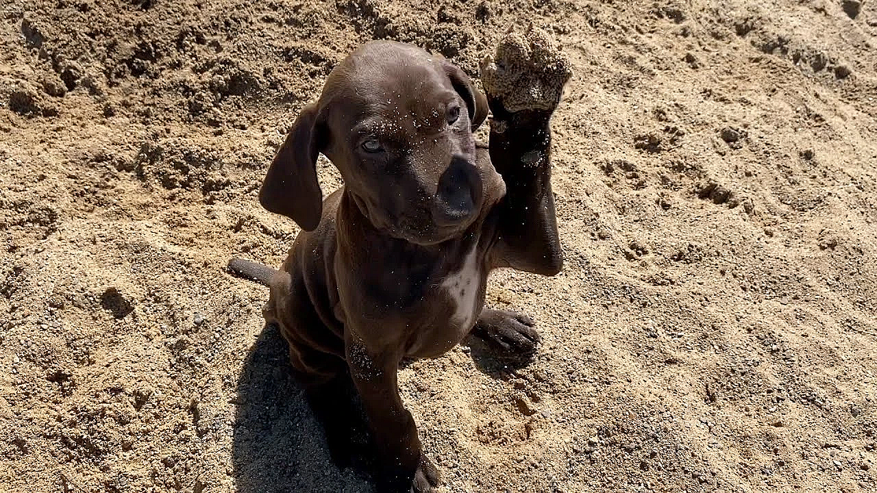 Lottie X Honker Litter - Gsp Puppies