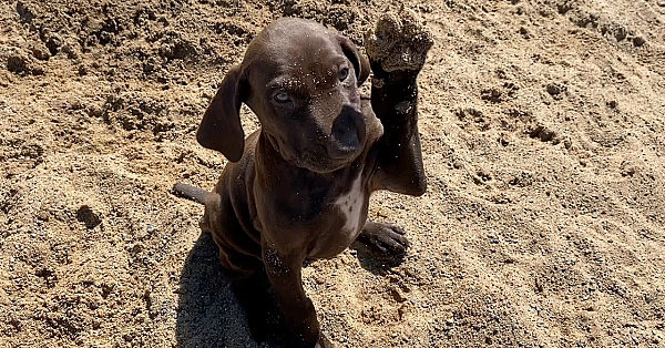 Lottie X Honker Litter - Gsp Puppies