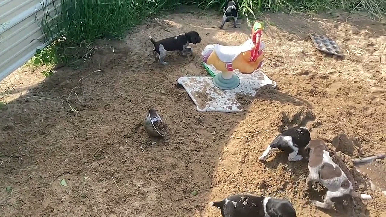 Frida X Tgk Jake Gsp Puppies - 4 Weeks Old