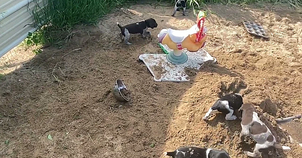 Frida X Tgk Jake Gsp Puppies - 4 Weeks Old