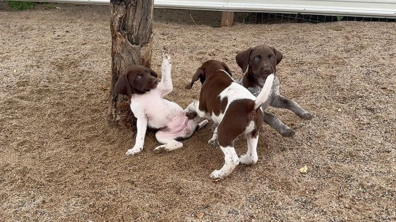 German Shorthair Puppies - Rose X Grouser - Born 7/3/24