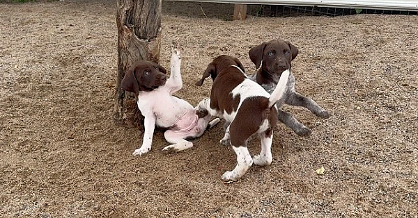 German Shorthair Puppies - Rose X Grouser - Born 7/3/24