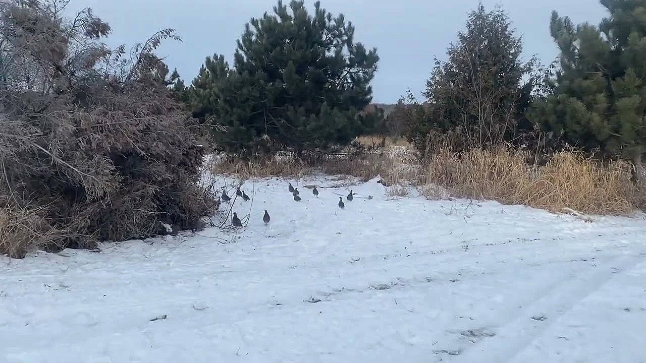 Ushering Out The Hungarian Partridge