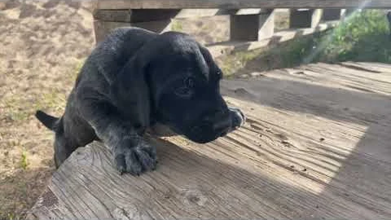 Gilly X Bob Gsp Puppies