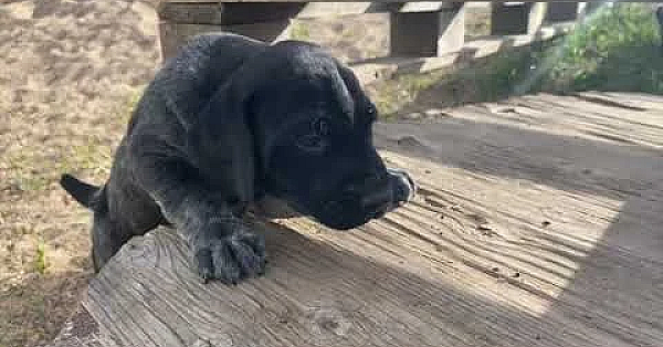 Gilly X Bob Gsp Puppies