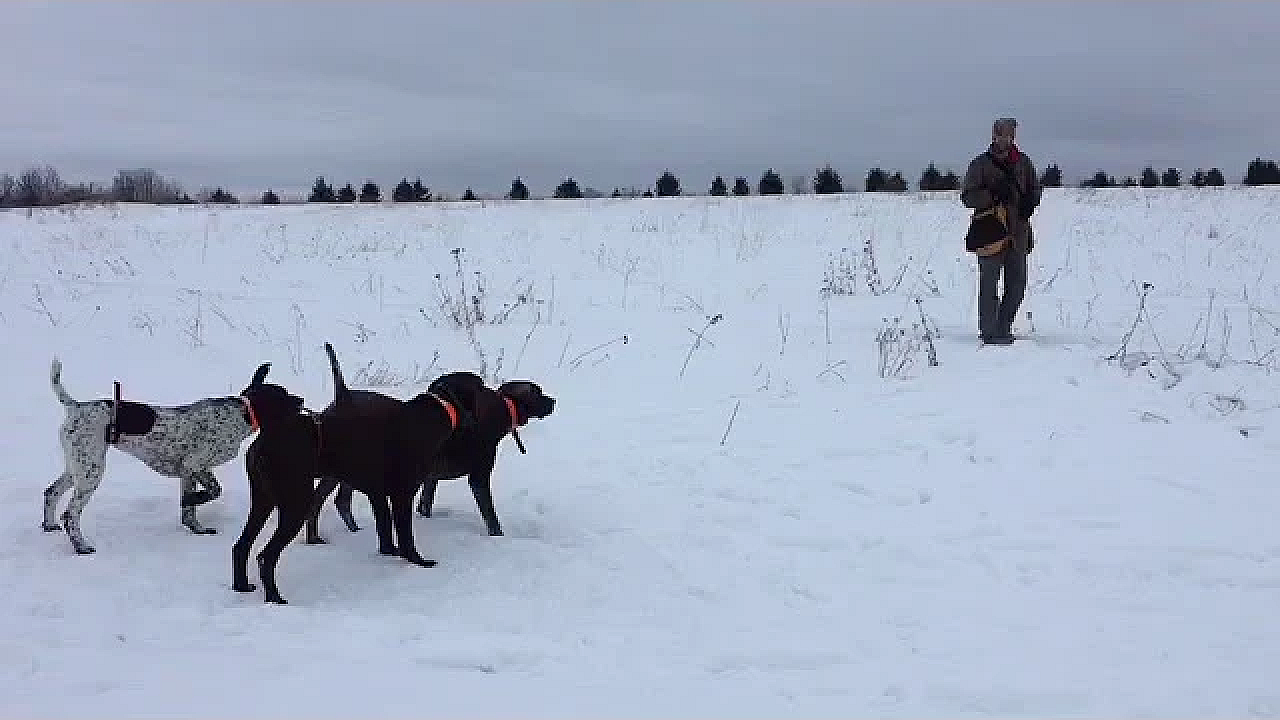 Jazz, Sam &amp; Jesse