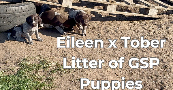Gsp Puppies - Eileen X Tober Litter Born 3/24/2025
