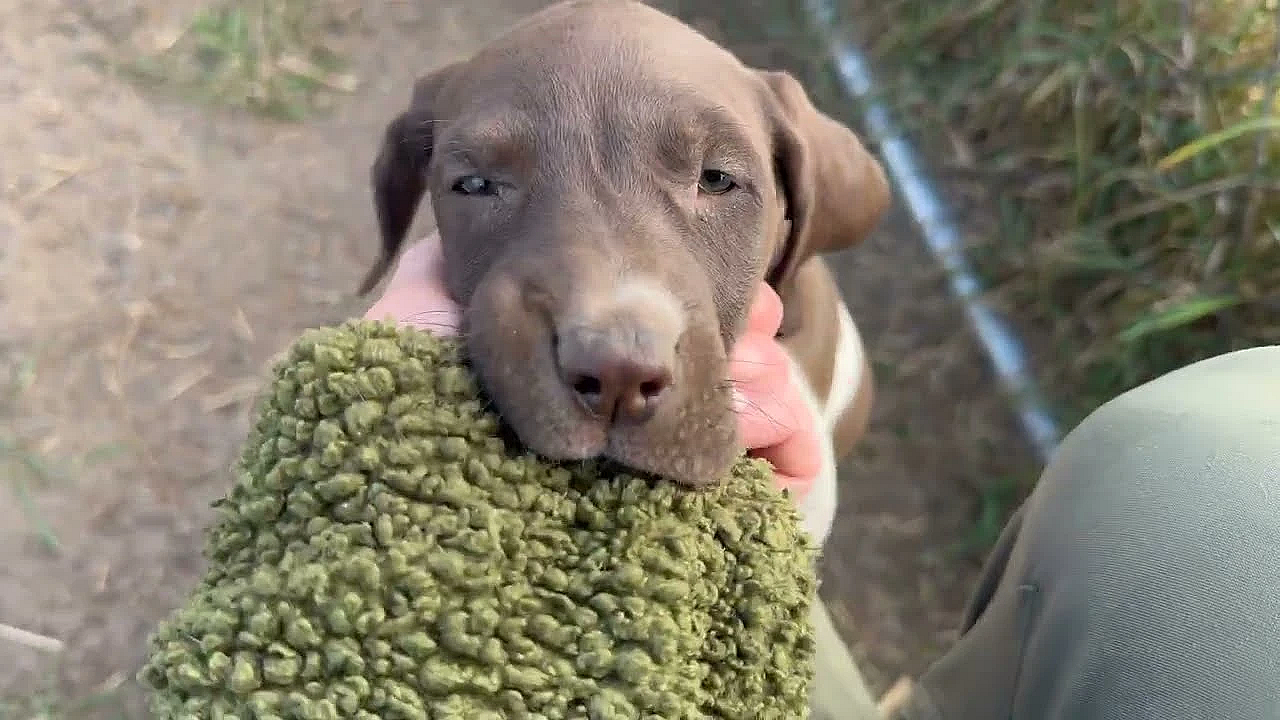 6 Week Old Gsp Puppies - Emilia X Aldo 8 30 25