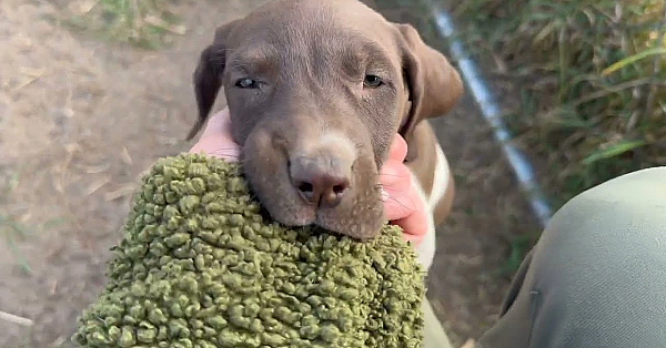 6 Week Old Gsp Puppies - Emilia X Aldo 8 30 25