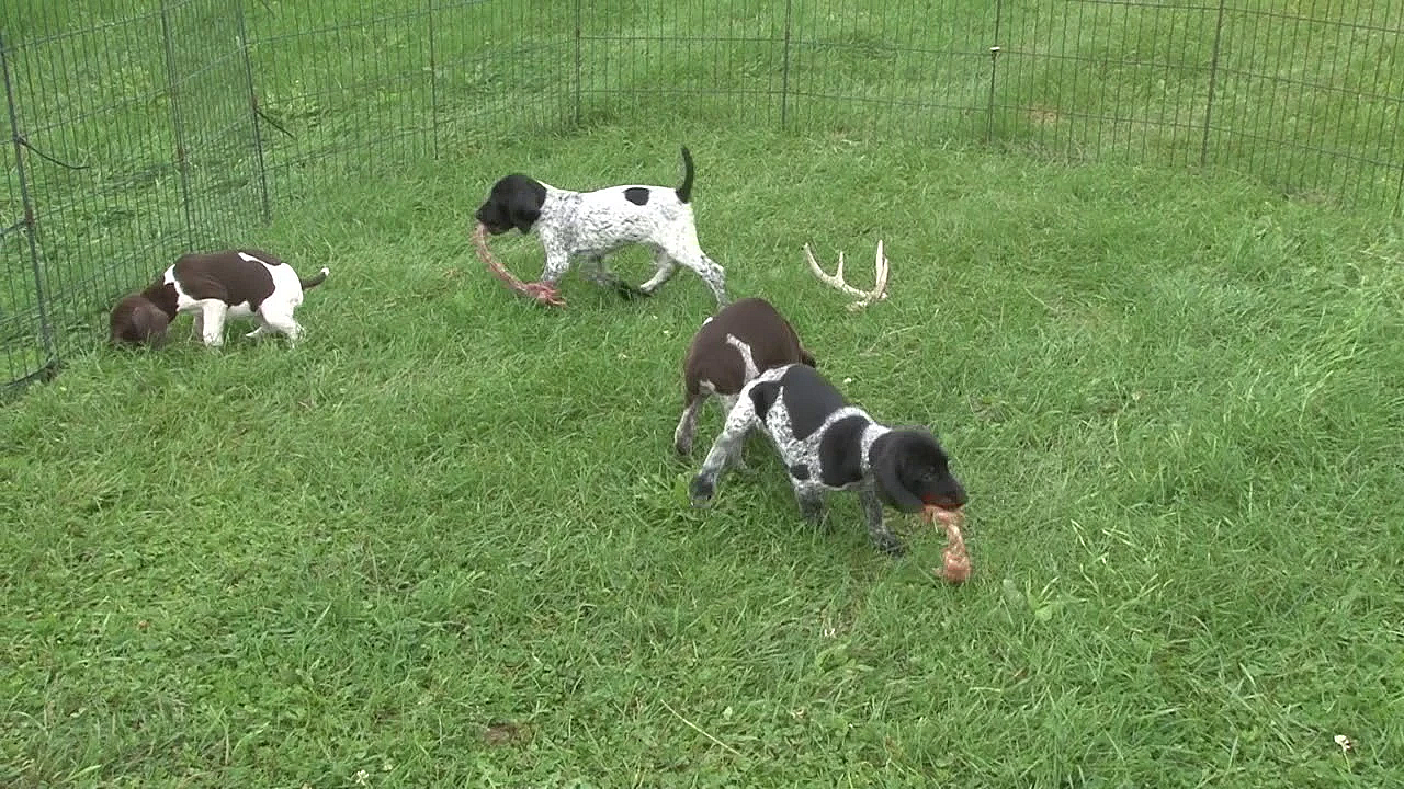 Stella X Drake Gsp Puppies
