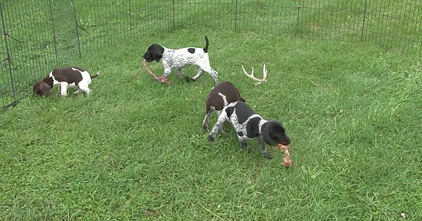Stella X Drake Gsp Puppies