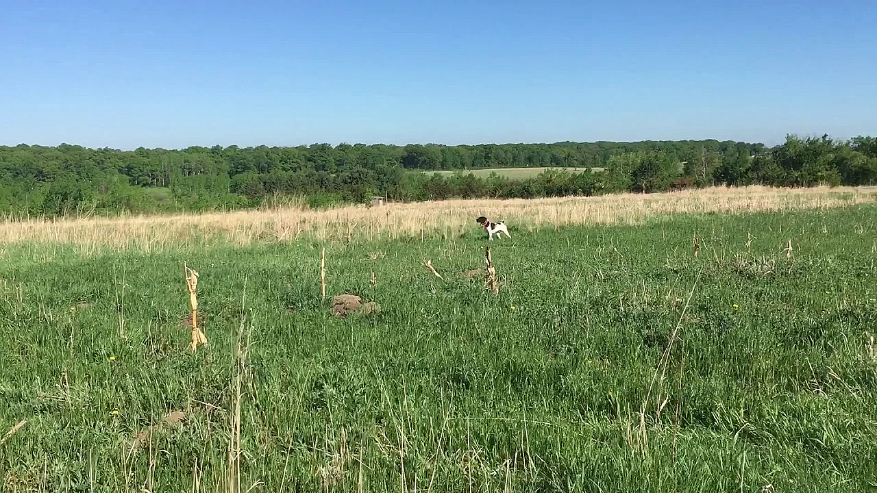 Wc General (trained Dog)