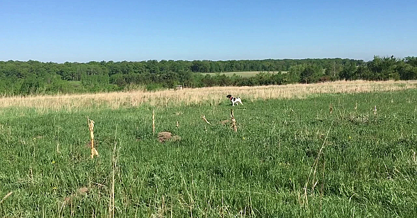 Wc General (trained Dog)