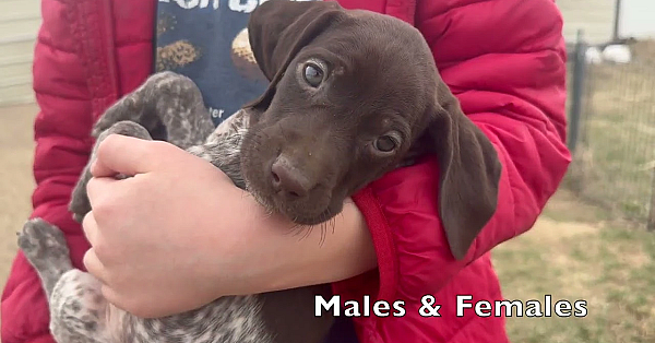 Gsp Puppies - Maebe X Flash Born March 2025