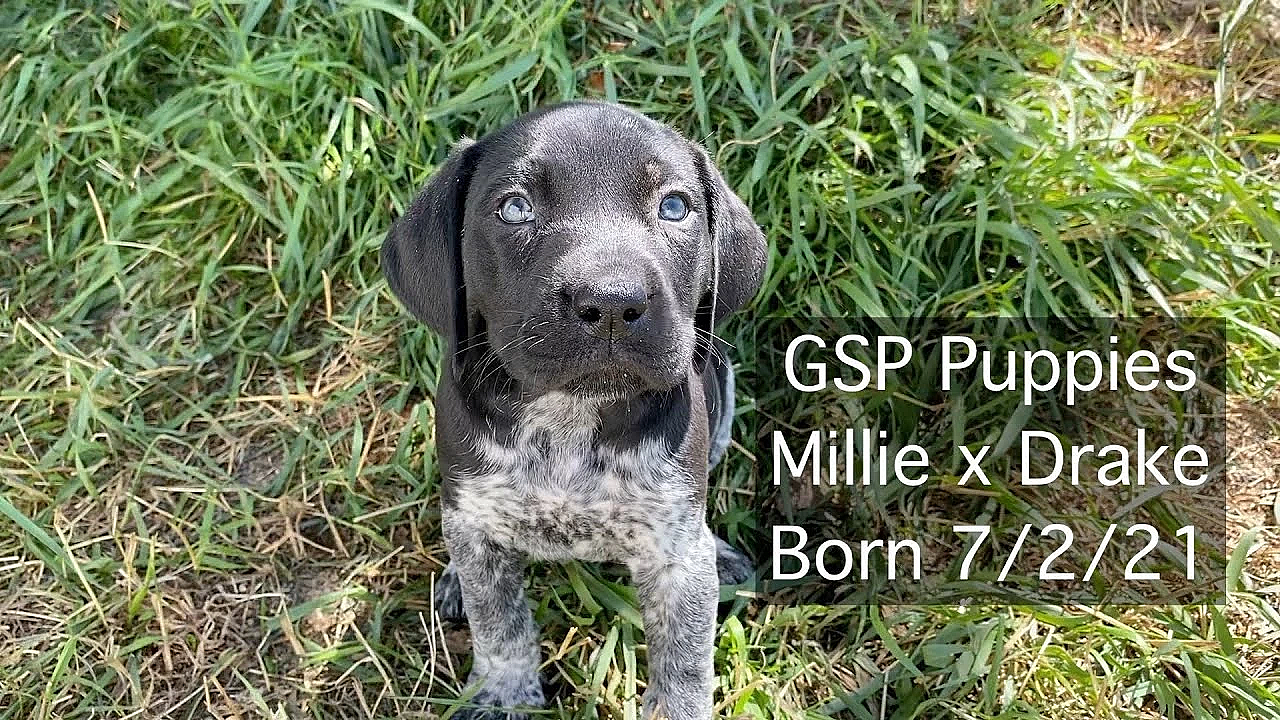 Millie X Drake German Shorthair Puppies