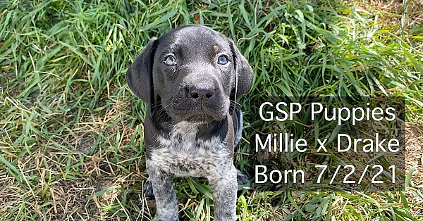Millie X Drake German Shorthair Puppies
