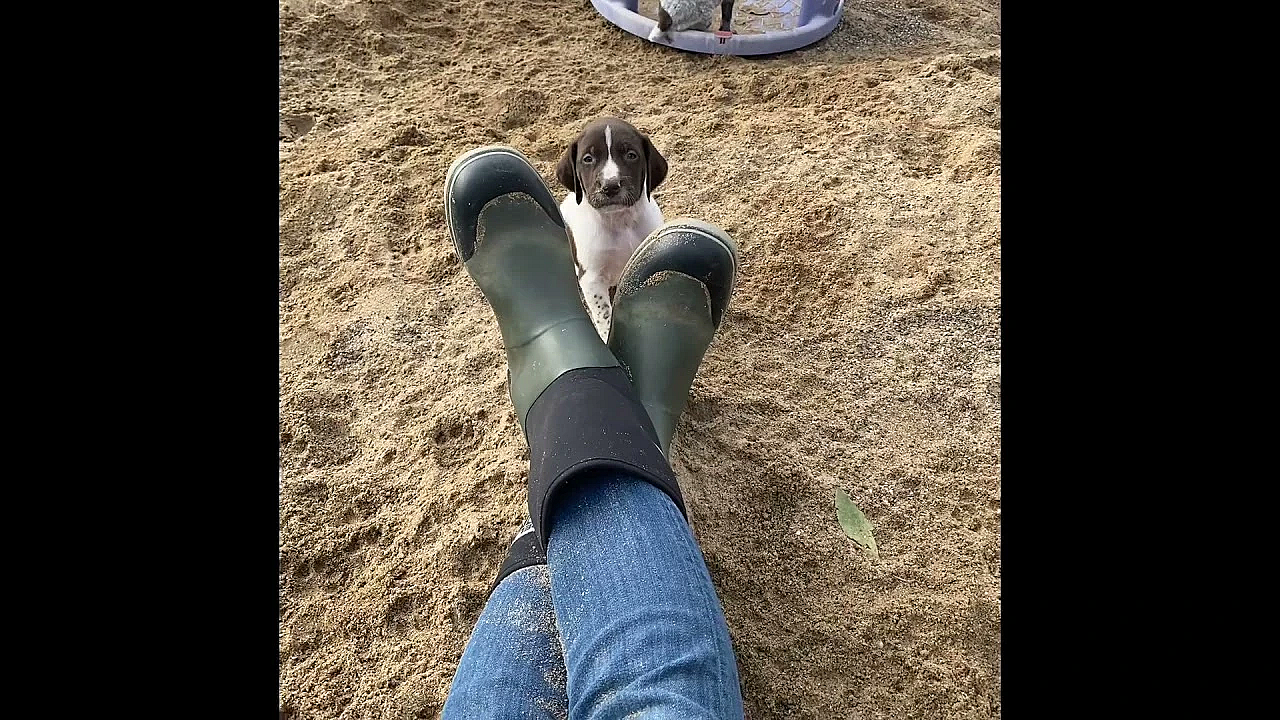 Aspen X Grouser Gsp Puppies