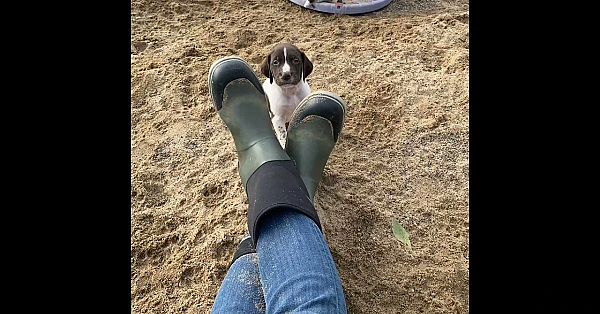 Aspen X Grouser Gsp Puppies