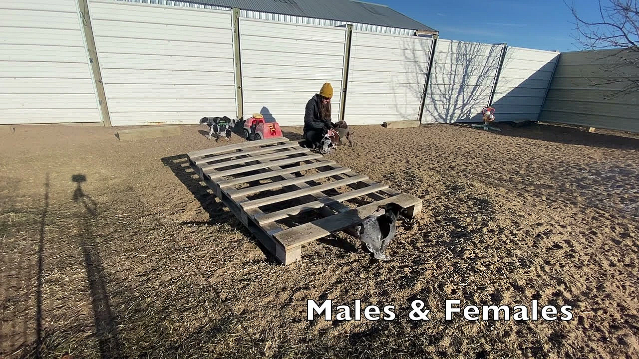 Maebe X Bob Gsp Puppies - 6 Weeks Old