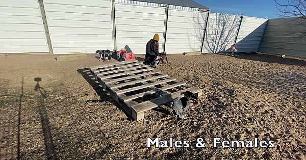 Maebe X Bob Gsp Puppies - 6 Weeks Old