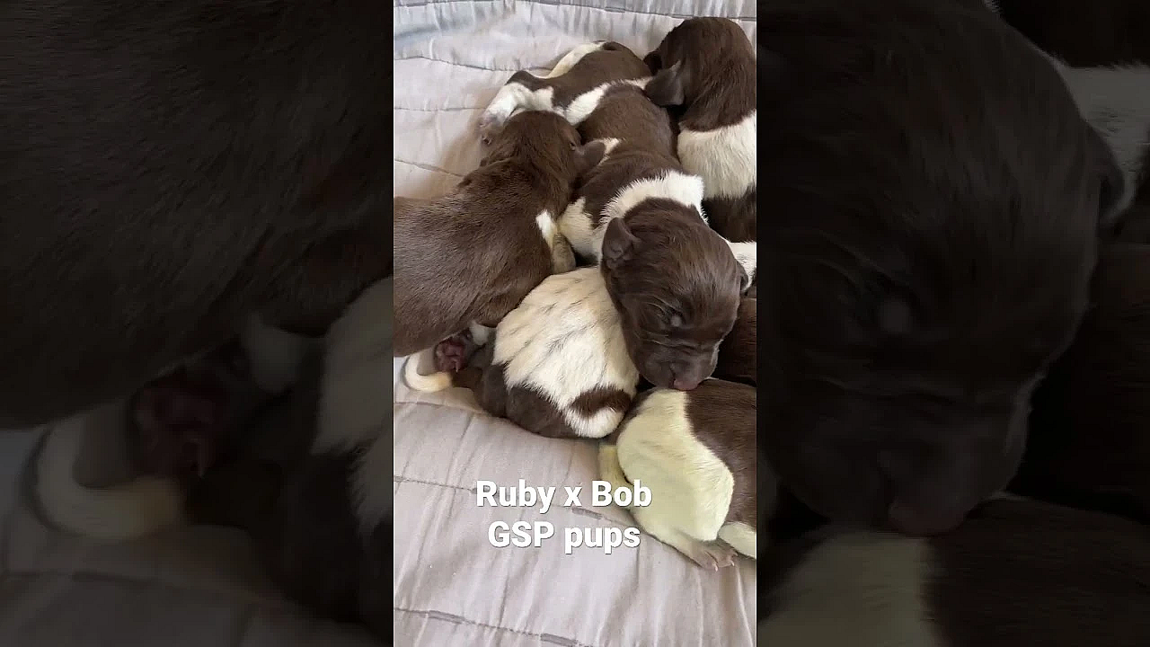We Have 9 Pups From Wc Ruby And Wc Bob.