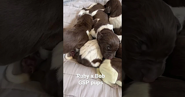 We Have 9 Pups From Wc Ruby And Wc Bob.