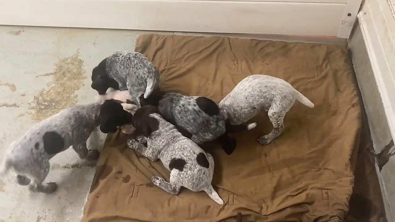 Emmy X Tgk Hank Gsp Puppies