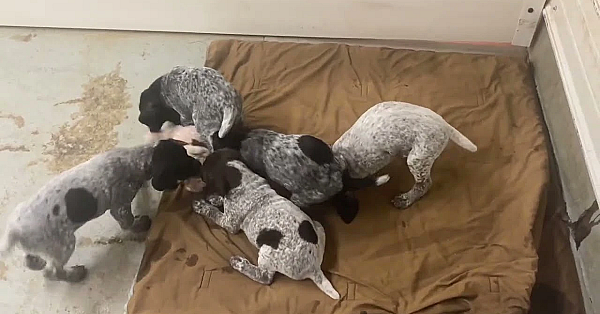 Emmy X Tgk Hank Gsp Puppies