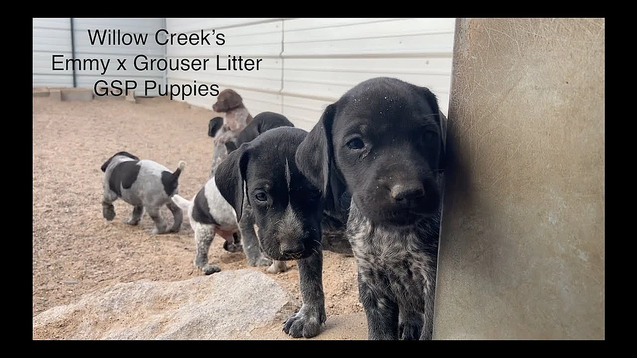 Emmy X Grouser Gsp Puppies