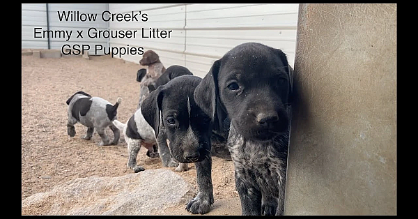 Emmy X Grouser Gsp Puppies