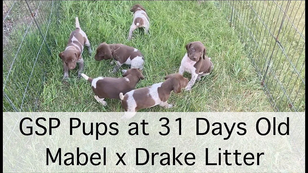 Mabel X Drake 31 Days Old