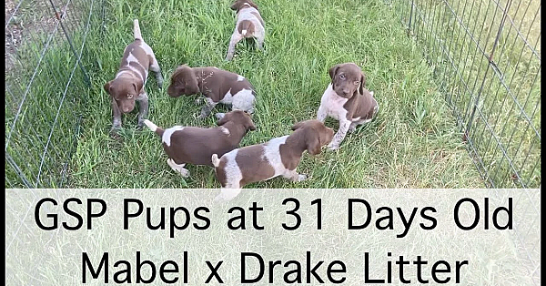 Mabel X Drake 31 Days Old