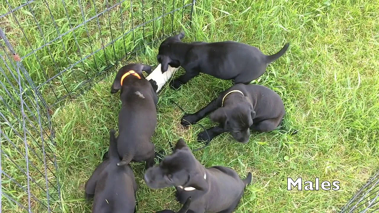 Lottie X Honker 5/9/19